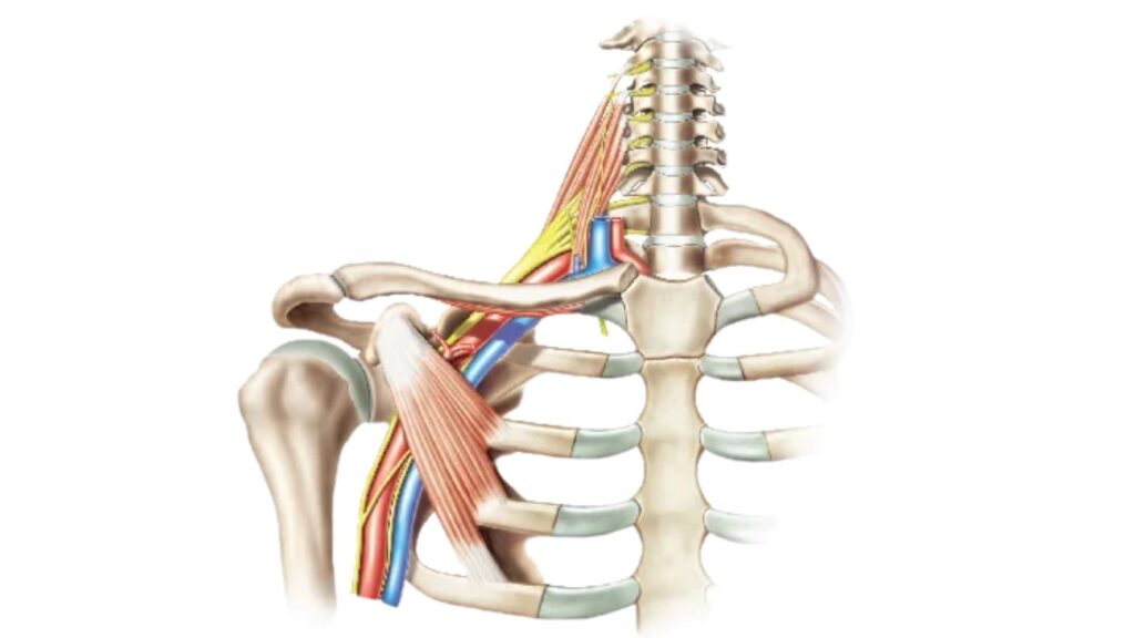 Illustration showing the brachial plexus nerves around the shoulder and upper chest region